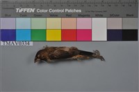 藏品(白腰文鳥)的圖片